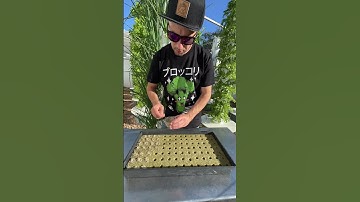 Maximizing spring onion cultivation by growing up to 312 spring onions per aeroponic tower. #farming