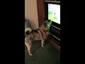 Norwegian Elkhound Kiera watches Other Elkhounds on YouTube の動画、YouTube動画。