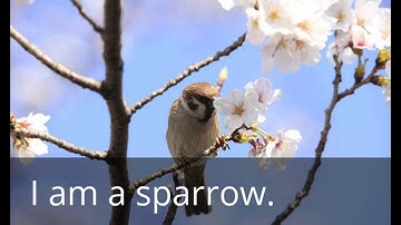 A sparrow  : an awareness