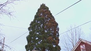 Controversial giant sequoia tree 'poisoned' in NE Portland