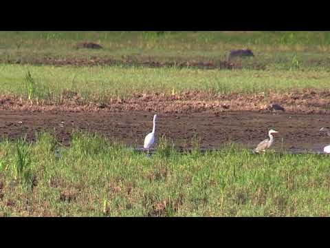 Video: Kuinka korkealle jalohaikara voi lentää?