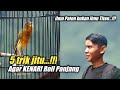 Kalau Tau dari dulu pasti banyak KENARI  Roll Super Panjang