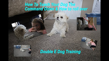 How To Teach Your Dog To Roll Over