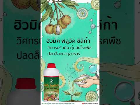 แก้ปัญหาลำใยไม่หวาน ด้วยเงินหลักร้อย เพิ่มผลผลิตแบบเห็นได้ชัด