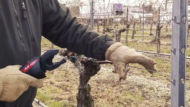 Infaco A3M Tying Machine at Coia Vineyards