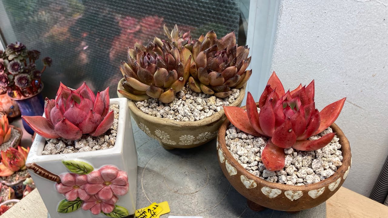 분지한 흑장미. 빨갛게 물든 부케. 프스카. 분갈이 하기~~~~~^^