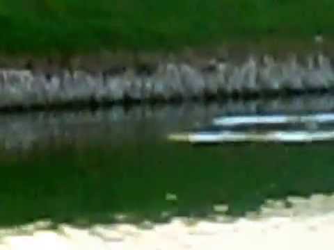 Duck Disappears