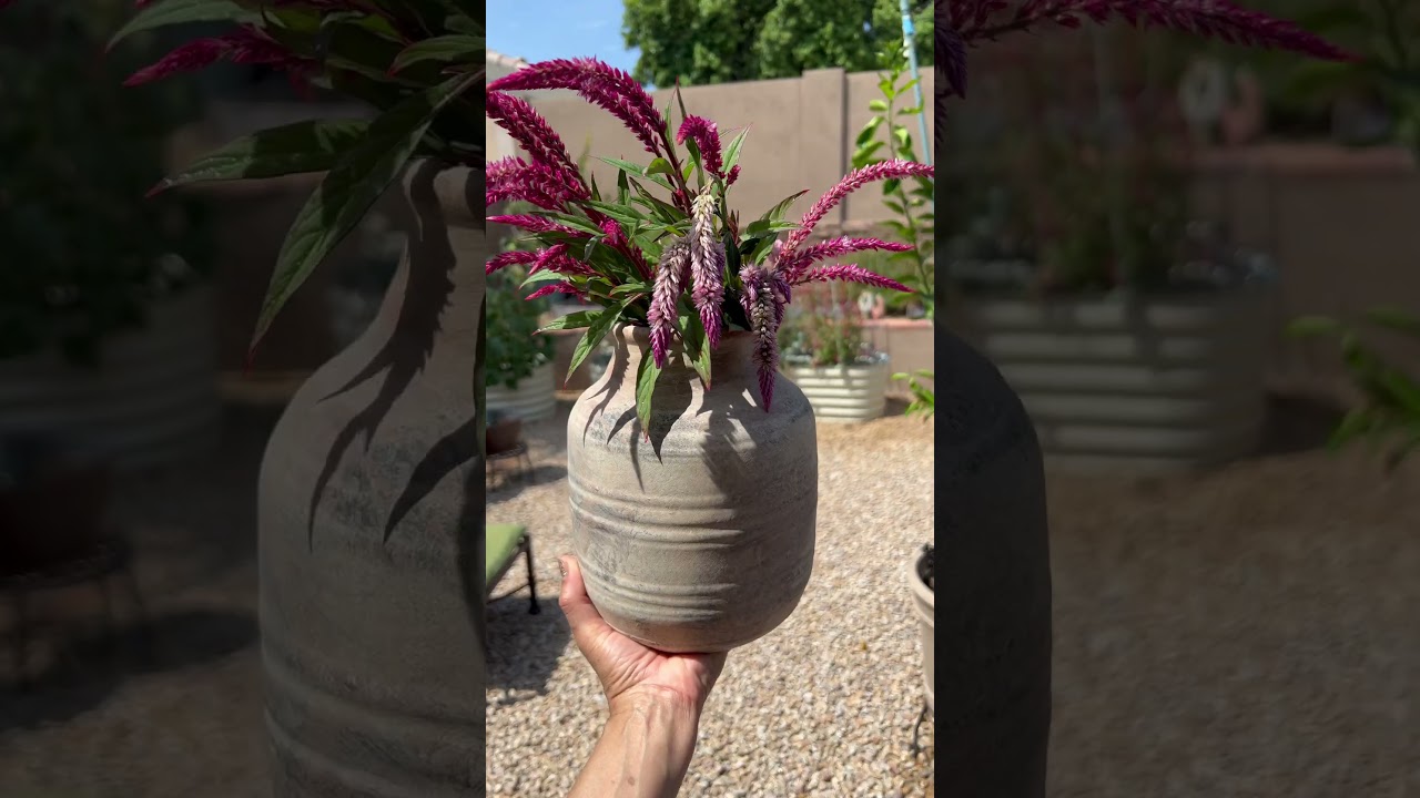 Are Celosias one of the Most Reliable Summer Flowers? Yes!