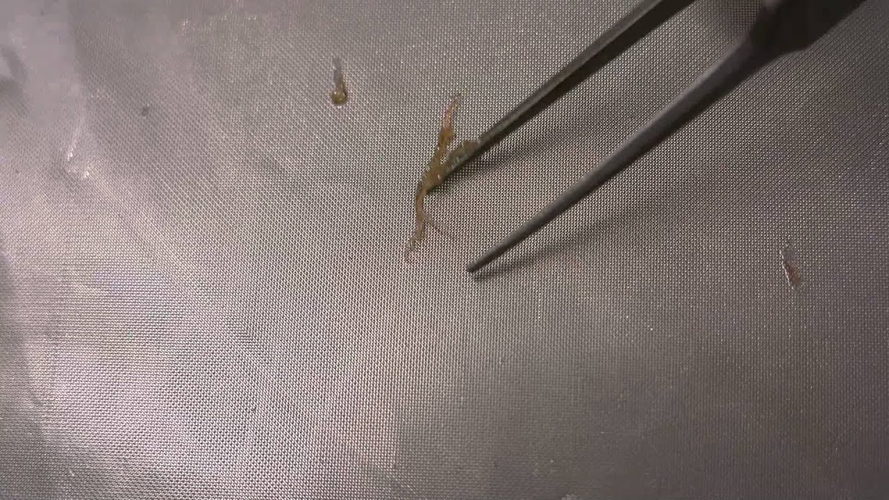 Caprellids or Skeleton Shrimp - YouTube