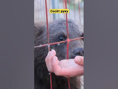 Нападение Сибирского медведя на человека! Байкал - YouTube