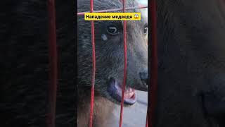 Нападение Сибирского медведя на человека! Байкал