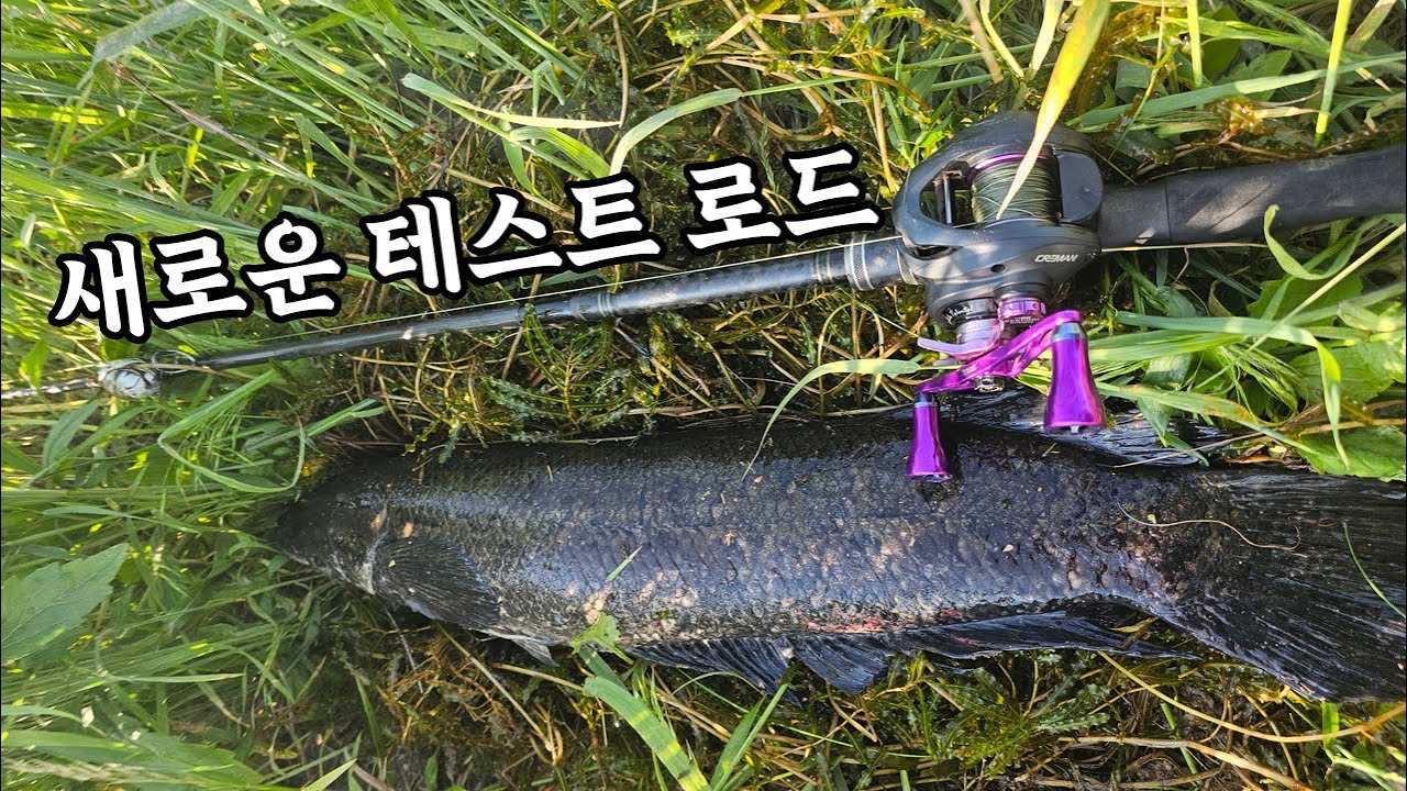 테스트하러 갔다가 첫수 로 만난 멋진 가물치!