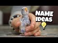 name reveals of baby budgies!