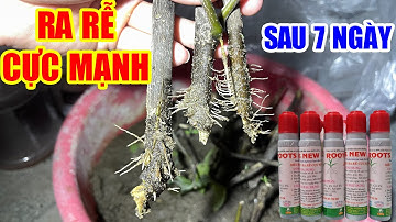 Thuốc Kích Rễ Roots New - RA RỄ CỰC MẠNH - Chuyên dùng cho giâm chiết cành, phục hồi cây hư tổn