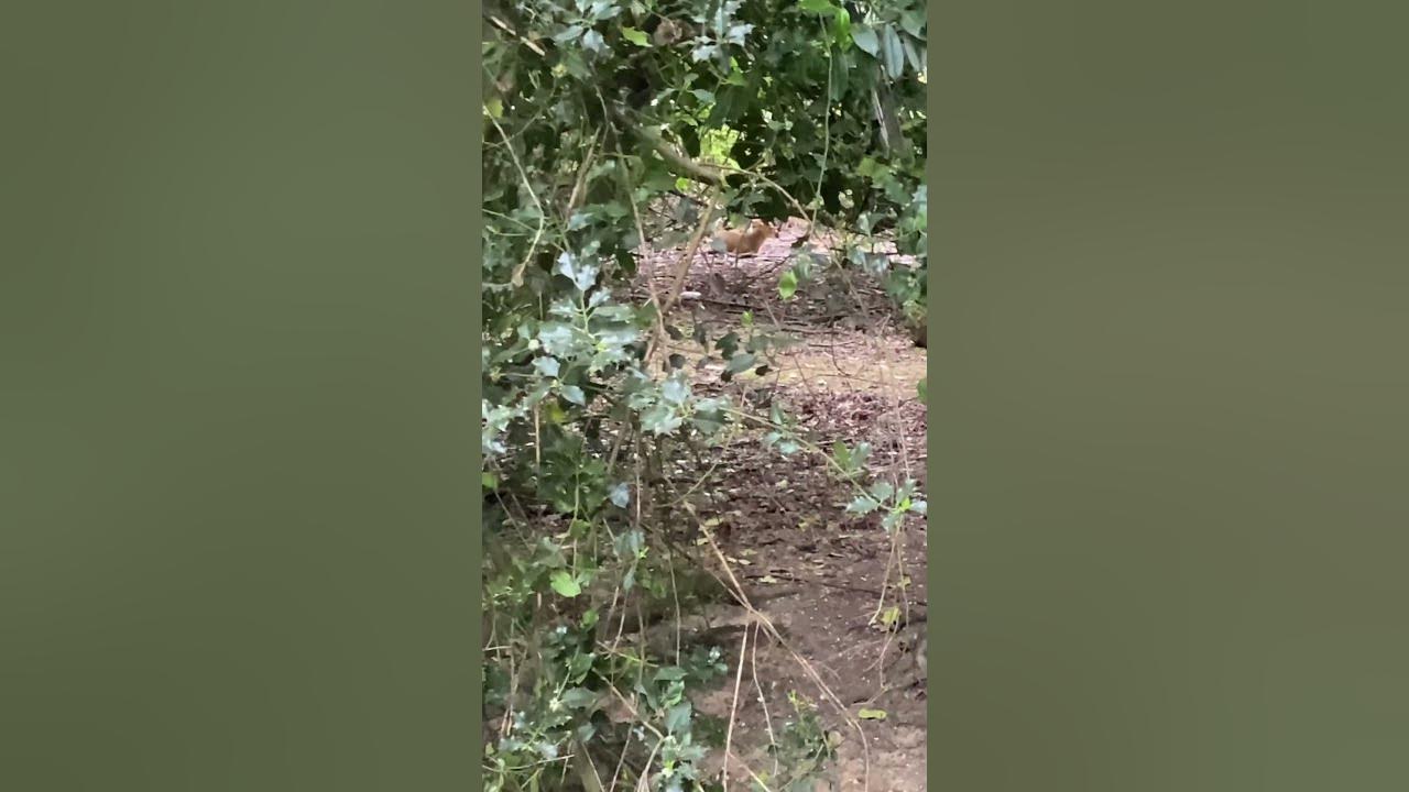 Where do muntjac deer sleep?…#shorts - YouTube