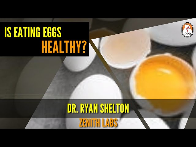IS EATING EGGS HEALTHY? ■ DR  RYAN SHELTON ■ class=