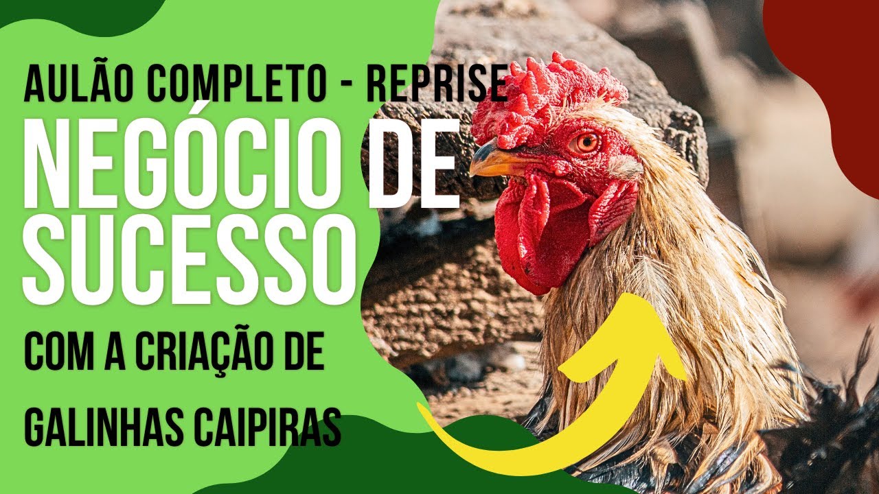 AULÃO COMPLETO - AULAS 1 2 3 - NEGCIO DE SUCESSO COM GALINHAS CAIPIRAS ...