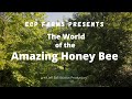 The World of the Amazing Honey Bee with ECP Apiary