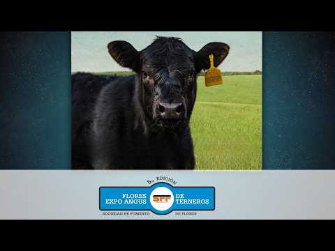 30-05-2026 JURAS EXPO ANGUS FLORES 5ª EDICIÓN