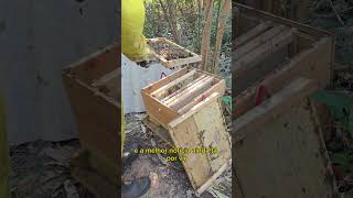 Esse é o segredo #abelhas #apicultura #resgat #apiario #mel #natureza #beekeeper #shorts #viral #fyp