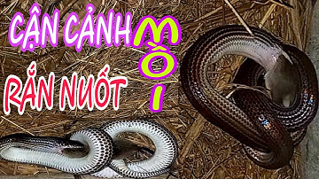 CẬN CẢNH RẮN SIẾT CON MỒI VÀ NUỐT CON MỒI.cảnh miền tây 84.