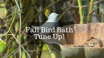 How to Clean and Maintain Fall Bird Baths