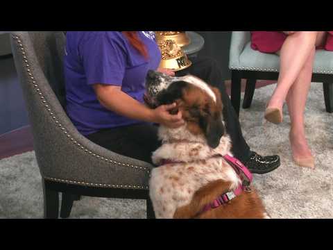 Sweet St. Bernard needs a forever home