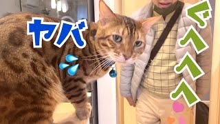 実家の父にロックオンされるのを恐れる猫達