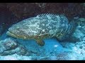 釣りの大物!巨大クエを追う!浜吉丸で行く小浦一文字