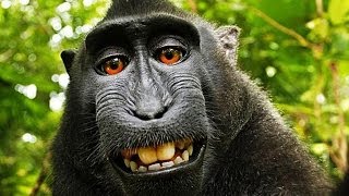 Wikipedia Refuses to Remove Monkey Selfie