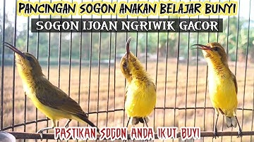 PANCINGAN SOGON ANAKAN BELAJAR BUNYI‼ SOGON IJOAN GACOR AMPUH UNTUK PANCINGAN SOGON BAHAN