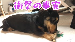 【衝撃】とんでもない勘違いをしてました！鹿の角の知られざる事実！！