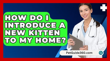How Do I Introduce A New Kitten To My Home? - PetGuide360.com
