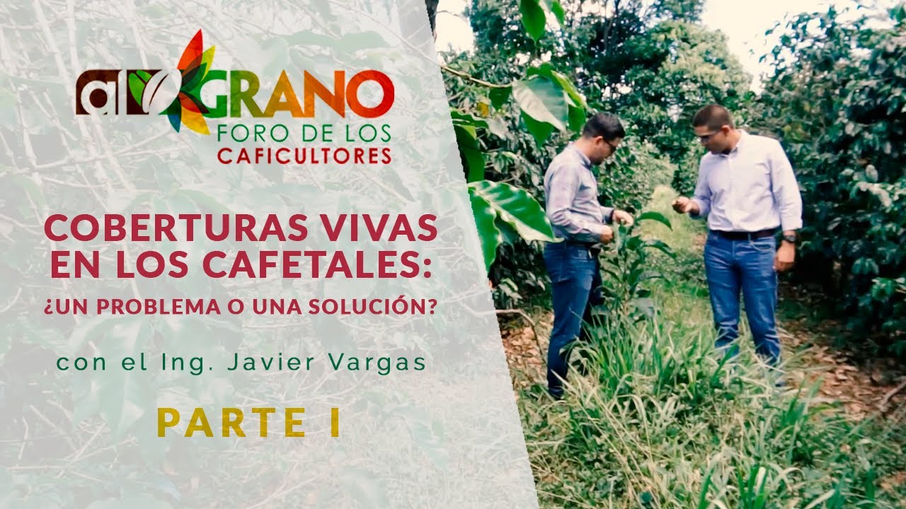 Coberturas vivas en los cafetales ¿Un problema o una solución? (Parte I)