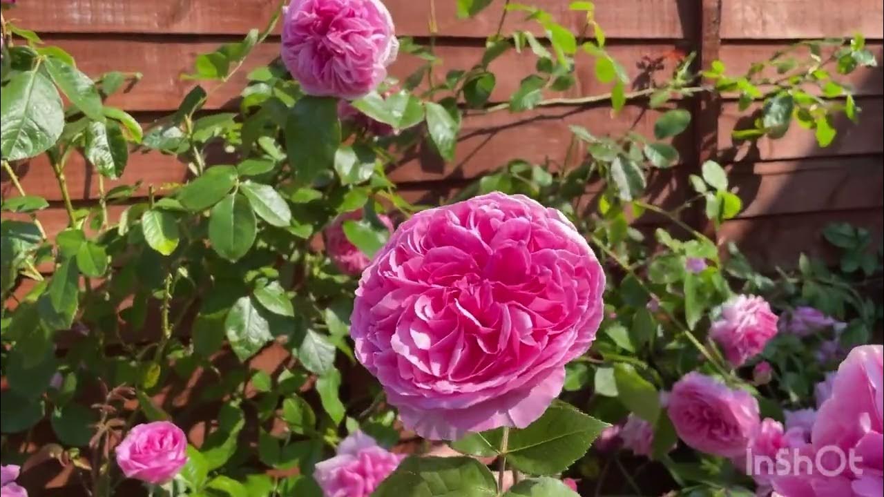 Top 5 Performing David Austin rose in my garden 2023 YouTube