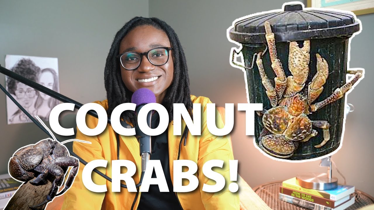 (Coconut Crabs) I'm never eating at Red Lobster again ....