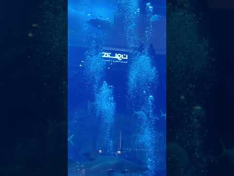 Dubai Aquarium & Underwater Zoo