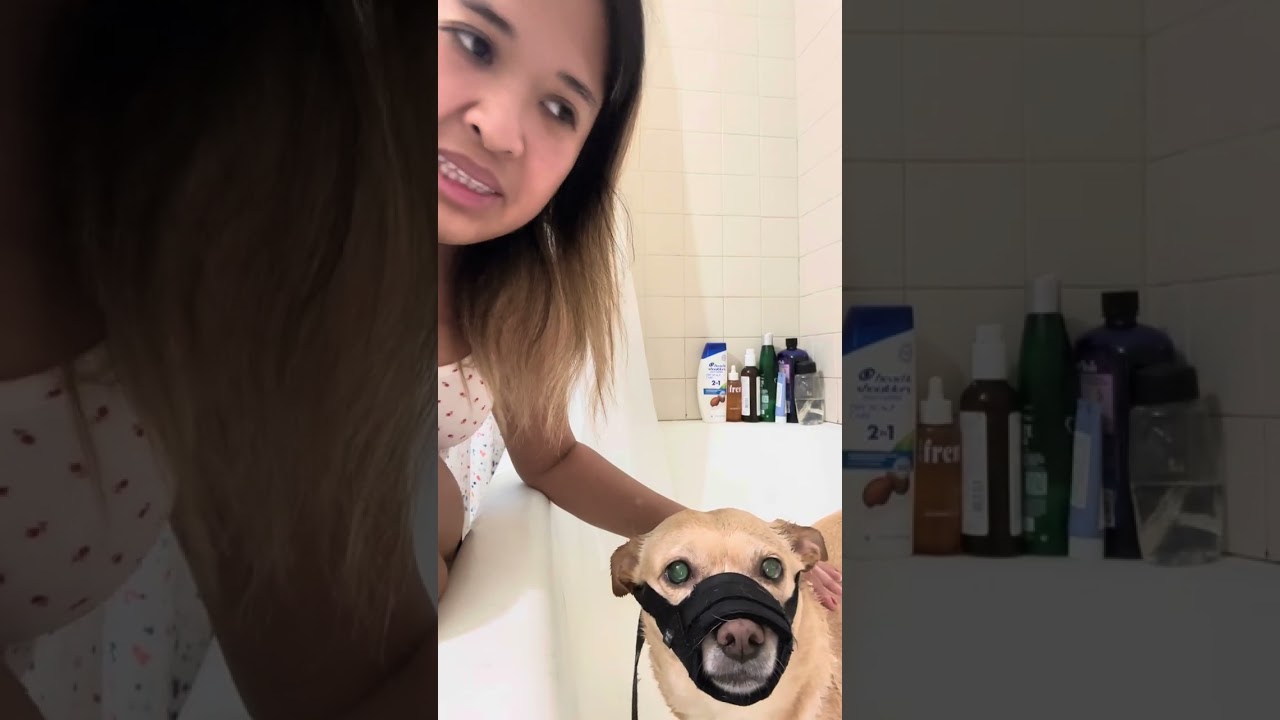 How I gave Barley a dandruff medicated bath