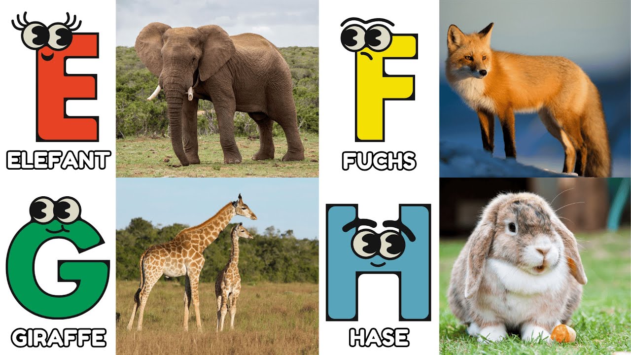 Das Tier ABC Lied | Tiere & Sachen von A bis Z | Deutsch lernen mit Spaß & Musik🐻| Kleine Liederwelt