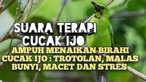 CUCAK IJO MACET STRES DAN MALAS BUNYI dan TROTOLAN , perlu suara TERAPI ini lur