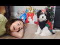 MINHA CACHORRINHA GANHOU MUITOS PRESENTES! ★ Lizzie Fofinha curtindo sua primeira Árvore de Natal 🐶🎄