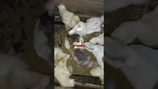 Download Lagu MINTI CAMPUR JUMBO 21 Maret 2024 MP3