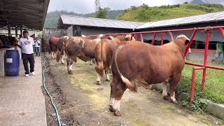 KONTES SAPI TERBESAR SPEKTAKULER BERHADIAH MOBIL, ready kelas sapi Unik 🔥