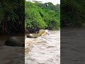 Before Entering the River, Carefully Check its Waters #snake #river #anaconda #fear #snakevideo