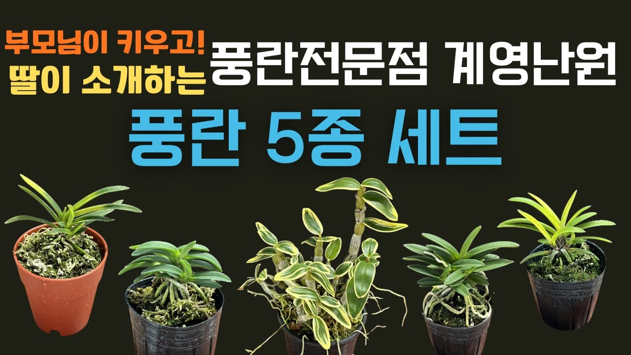 풍란농원 딸이 고른 5종 세트 구성 | 초보도 키우기 좋은 풍란 세트