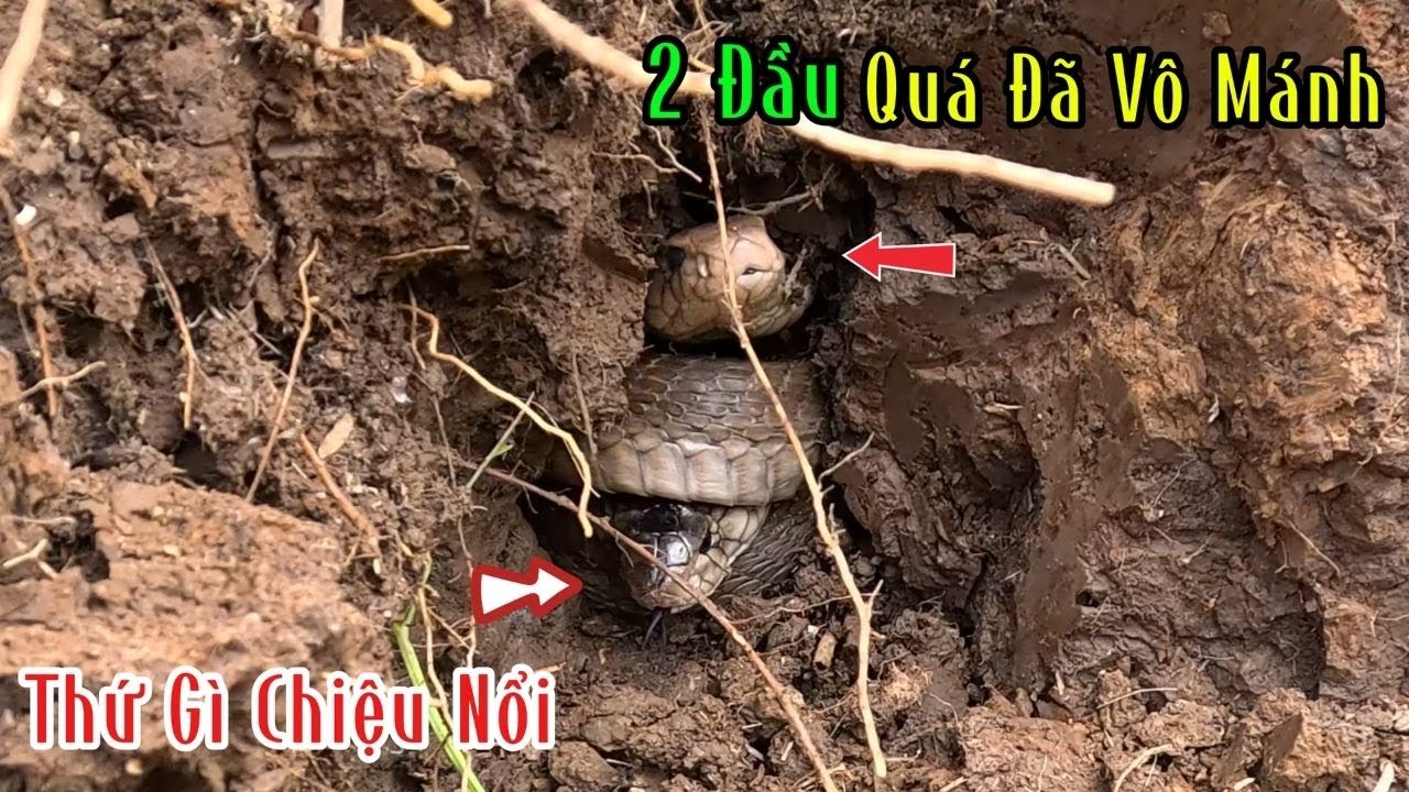 Lú 2 Cái Đầu | Đam Mê Săn Bắt