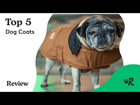 Videó: 5 fajta kutyák, akiknek szükségük van egy pulóverre vagy kabátra ezen a télen