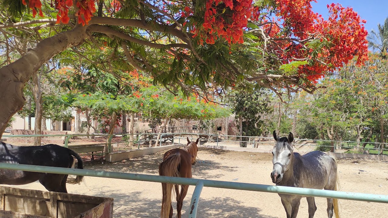 عزبة للبيع في المنصورية عبارة عن منتجع زراعي 16 فدان بالقرب من داندى مول والقرية الذكيه