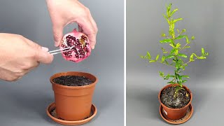 Pomegranate Tree Growing From Seed TIME LAPSE  136 Days #greentimelapse #gtl #timelapse