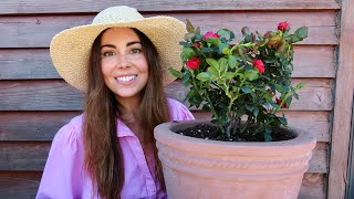Planting Petite Knockout Roses | Container Gardening